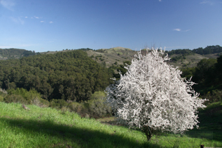 Berkeley Hills