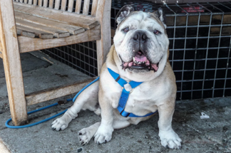 Peet's Bulldog	