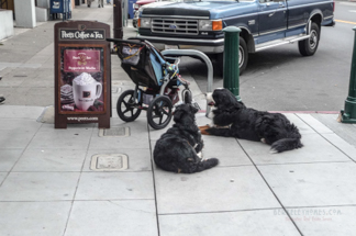 Peet's Dogs & Baby	