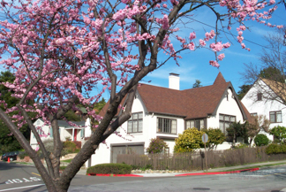 Thousand Oaks Neighborhood - Trees in bloom